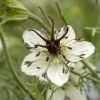 Nigella Papillosa African Bride | Approx 100 Seeds
