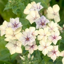 Phlox Drummondii Crème Brûlée | Approx 200 Seeds