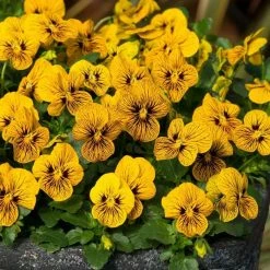 Viola Tiger Eyes | Approx 25 Seeds