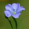 Linum Perenne | Approx 700 Seeds
