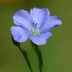 Linum Perenne | Approx 700 Seeds