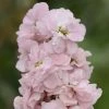 Matthiola Incana Appleblossom | Approx 100 Seeds