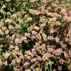 Limonium Sinuatum QIS Apricot | Approx 100 Seeds
