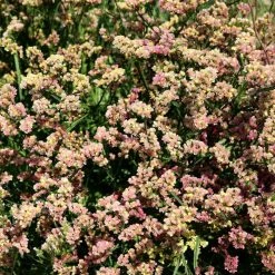 Limonium Sinuatum QIS Apricot | Approx 100 Seeds