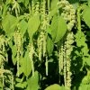 Amaranthus Caudatus Cascade Green | Approx 2200 Seeds -Plants outlet store SD30001296 64c0