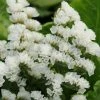 Limonium Sinuatum QIS White | Approx 100 Seeds -Plants outlet store SD30001298 e805