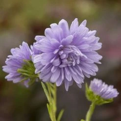Callistephus Chinensis Light Blue | Approx 100 Seeds
