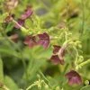 Nicotiana Langsdorffii Bronze Queen | Approx 40 Seeds