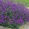 Verbena Rigida Santos | Approx 40 Seeds -Plants outlet store SD30001310 345f
