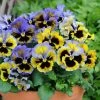 Viola × Wittrockiana Frizzle Sizzle Yellow Blue Swirl (Frizzle Sizzle Series) | Approx 25 Seeds -Plants outlet store SD30001311 ac11