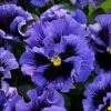 Viola × Wittrockiana Frizzle Sizzle Blue (Frizzle Sizzle Series) | Approx 25 Seeds -Plants outlet store SD30001312 d9c7