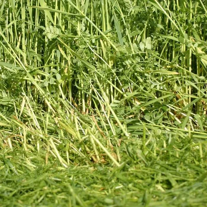 Over-winter Green Manure | 16 Sq.m Pack 3 Over-winter Green Manure | 16 Sq.m Pack