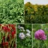 Summer Green Manure | 60 Sq.m Pack 2 Summer Green Manure | 60 Sq.m Pack -Plants outlet store SD30001325 3482