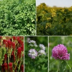 Summer Green Manure | 60 Sq.m Pack