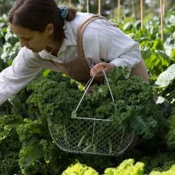 Kale Oldenbor F1 | Approx 30 Seeds