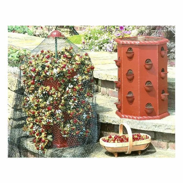 Strawberry Fruit Planter Barrel 3 Strawberry Fruit Planter Barrel