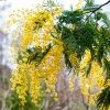 Acacia Dealbata | 2 Litre Pot (bush) -Plants outlet store TR00006686 258d