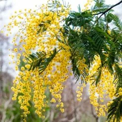 Acacia Dealbata | 2 Litre Pot (bush)