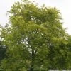 Gleditsia Triacanthos F. Inermis Sunburst | 12L Pot -Plants outlet store TR00007102 4d04