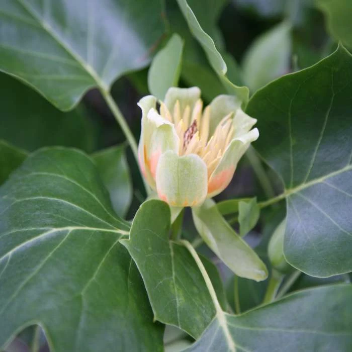 Liriodendron Tulipifera | 12L Pot 3 Liriodendron Tulipifera | 12L Pot