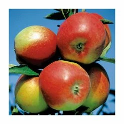 4-5ft 'Braeburn Hillwell' Dessert Apple Tree | M26 Semi Dwarfing Rootstock | Bare Root -Plants outlet store TR0006 add image 1 f9ec