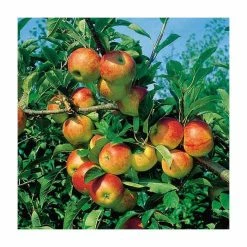 4-5ft 'Cox's Orange Pippin' Dessert Apple Tree| M26 Semi Dwarfing Rootstock | Bare Root -Plants outlet store TR0008 add image 1 e97c