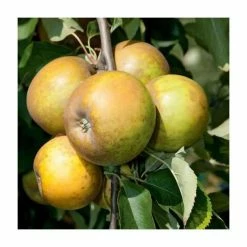4-5ft 'Egremont Russet' Dessert Apple Tree | M26 Semi Dwarfing Rootstock | Bare Root 9 4-5ft 'Egremont Russet' Dessert Apple Tree | M26 Semi Dwarfing Rootstock | Bare Root -Plants outlet store TR0010 add image 1 a688