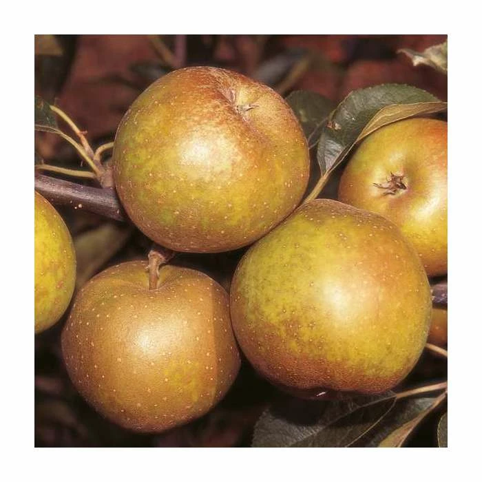 4-5ft 'Egremont Russet' Dessert Apple Tree | M26 Semi Dwarfing Rootstock | Bare Root 6 4-5ft 'Egremont Russet' Dessert Apple Tree | M26 Semi Dwarfing Rootstock | Bare Root - Image 4