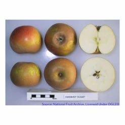 4-5ft 'Egremont Russet' Dessert Apple Tree | M26 Semi Dwarfing Rootstock | Bare Root 11 4-5ft 'Egremont Russet' Dessert Apple Tree | M26 Semi Dwarfing Rootstock | Bare Root -Plants outlet store TR0010 add image 3 0344