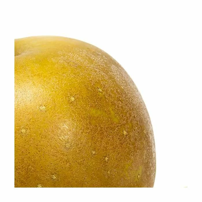 4-5ft 'Egremont Russet' Dessert Apple Tree | M26 Semi Dwarfing Rootstock | Bare Root 4 4-5ft 'Egremont Russet' Dessert Apple Tree | M26 Semi Dwarfing Rootstock | Bare Root - Image 2