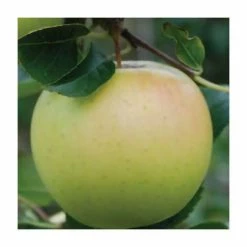 4-5ft 'Greensleeves' Dessert Apple Tree | M26 Semi Dwarfing Rootstock | Bare Root