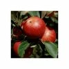 4-5ft 'Queen Cox' Dessert Apple Tree | M26 Semi Dwarfing Rootstock | Bare Root -Plants outlet store TR0021 main image 0ac5