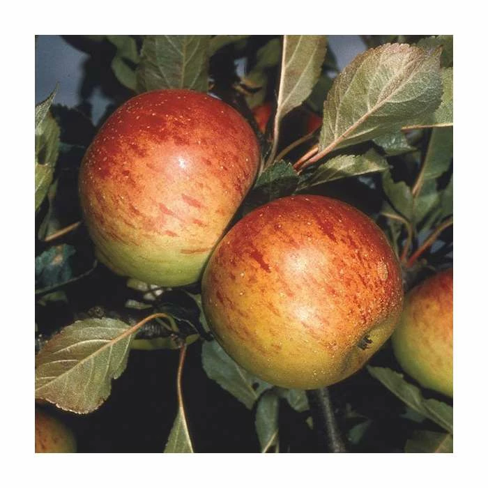 4-5ft 'Sunset' Dessert Apple Tree | M26 Semi Dwarfing Rootstock | Bare Root 4 4-5ft 'Sunset' Dessert Apple Tree | M26 Semi Dwarfing Rootstock | Bare Root - Image 2