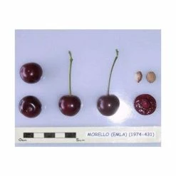 4-5ft 'Morello' Cherry Tree | Colt Semi Vigorous Rootstock | Bare Root -Plants outlet store TR0029 add image 1 8249