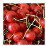 4-5ft 'Morello' Cherry Tree | Colt Semi Vigorous Rootstock | Bare Root