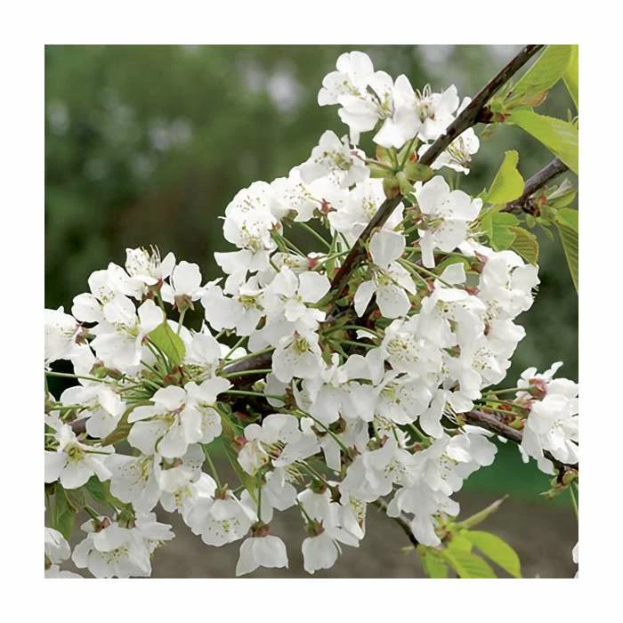 4-5ft 'Sunburst' Cherry Tree | Colt Semi Vigorous Rootstock | Bare Root 4 4-5ft 'Sunburst' Cherry Tree | Colt Semi Vigorous Rootstock | Bare Root - Image 2