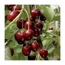 4-5ft 'Sunburst' Cherry Tree | Colt Semi Vigorous Rootstock | Bare Root 8 4-5ft 'Sunburst' Cherry Tree | Colt Semi Vigorous Rootstock | Bare Root -Plants outlet store TR0034 add image 4 e362
