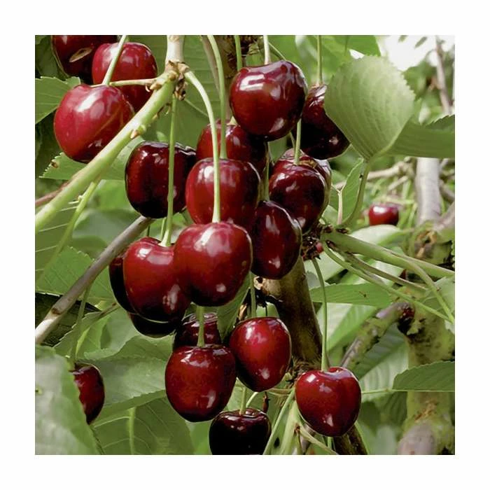 4-5ft 'Sunburst' Cherry Tree | Colt Semi Vigorous Rootstock | Bare Root 5 4-5ft 'Sunburst' Cherry Tree | Colt Semi Vigorous Rootstock | Bare Root - Image 3