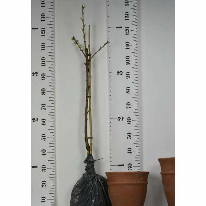 4-5ft 'Sunburst' Cherry Tree | Colt Semi Vigorous Rootstock | Bare Root 6 4-5ft 'Sunburst' Cherry Tree | Colt Semi Vigorous Rootstock | Bare Root - Image 4