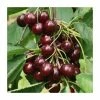 4-5ft 'Sunburst' Cherry Tree | Colt Semi Vigorous Rootstock | Bare Root