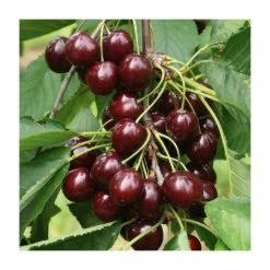 4-5ft 'Sunburst' Cherry Tree | Colt Semi Vigorous Rootstock | Bare Root