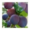 4-5ft 'Marjorie's Seedling' Plum Tree | SJA Semi Vigorous Rootstock | Bare Root -Plants outlet store TR0037 main image 42e9