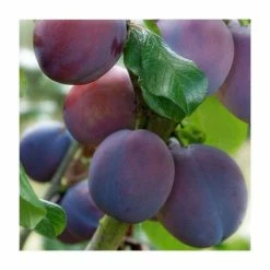 4-5ft 'Marjorie's Seedling' Plum Tree | SJA Semi Vigorous Rootstock | Bare Root