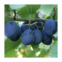 4-5ft 'Merryweather' Damson Tree | SJA Semi Vigorous Rootstock | Bare Root