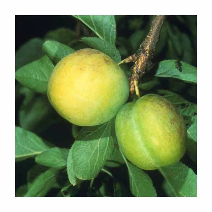 4-5ft 'Oullin's Golden Gage' Plum Tree | SJA Semi Vigorous Rootstock | Bare Root 4 4-5ft 'Oullin's Golden Gage' Plum Tree | SJA Semi Vigorous Rootstock | Bare Root - Image 2