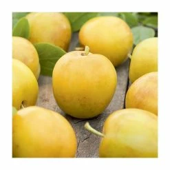 4-5ft 'Oullin's Golden Gage' Plum Tree | SJA Semi Vigorous Rootstock | Bare Root