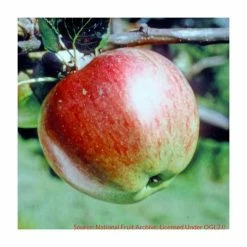4-5ft 'Howgate Wonder' Cooking Apple Tree | M26 Semi Dwarfing Rootstock | 9L Pot -Plants outlet store TR0077 add image 1 413a
