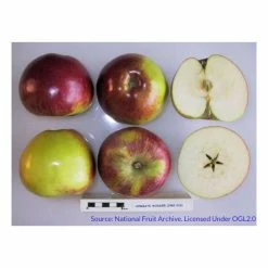 4-5ft 'Howgate Wonder' Cooking Apple Tree | M26 Semi Dwarfing Rootstock | 9L Pot -Plants outlet store TR0077 add image 2 d7ec