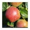 4-5ft 'Howgate Wonder' Cooking Apple Tree | M26 Semi Dwarfing Rootstock | 9L Pot -Plants outlet store TR0077 main image 7dc7