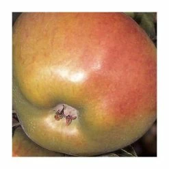 4-5ft 'Howgate Wonder' Cooking Apple Tree | M26 Semi Dwarfing Rootstock | 9L Pot -Plants outlet store TR0077 rollover image 2171